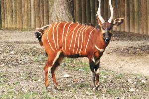 Bongo - a legnagyobb erdei antilope