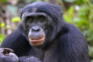 Bonobo