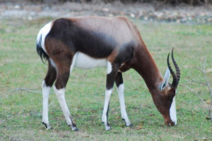 Bontsbok: érdekes oldalak az antilop életéből