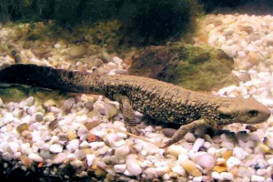 Szakállas tritonok: terrárium típusuk és tartalma