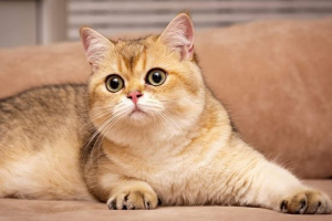 Brit golden chinchilla