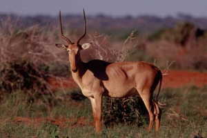Bubatal hunter - antilope a piros könyvből