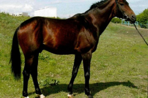 Budenovsky lovak - fajta rostov régióból