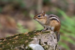 A chipmunk ázsiai