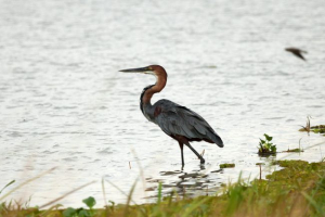 Heron-óriás (giant heron) Heron-óriás (giant heron)