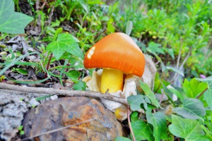 Caesar gomba (tsarsky gomba)