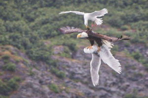 A seagull egy barátnőjével találkozott, orlana fejével szemben