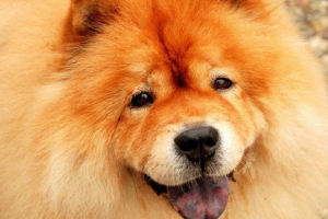 Chow chow: bolyhos varázsa 2000 éves történelemmel