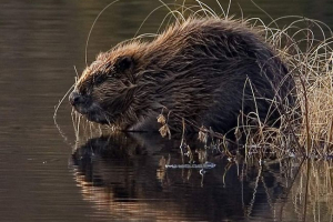 Chelyabinsk mentők mentett hód