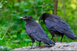 Mi a különbség a raven a varjak és a gyűrűk között
