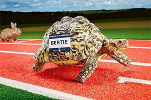 Turtle-rekord tartó, aki belépett a könyv guinness-be, lett a leggyorsabb a bolygón