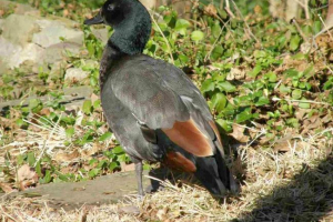 Chernogol lake duck