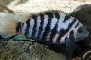 Tsichlasoma menta - csíkos umnetek Tsichlasoma menta - csíkos umnetek