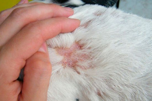 Scabies a kutyákban - honnan származik?