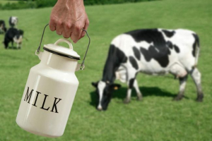 Mi ismert a tej szerelmesei a kormilice - tehén? Mi ismert a tej szerelmesei a kormilice - tehén?