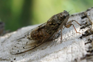 Cicada - éneklés rovar