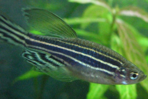 Danio-roerio: akváriumi hal a ponty családból Danio-roerio: akváriumi hal a ponty családból