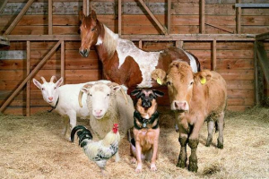 Rusztikus állatok: fényes farm rob makinnis