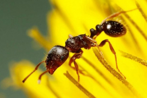 Dernea ant: fotó, leírás