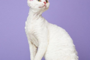 Devon rex: curry a természetből Devon rex: curry a természetből