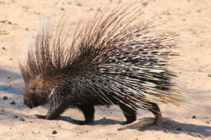 Dikogins