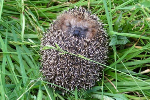 Amelyre a hedgehog tűk?