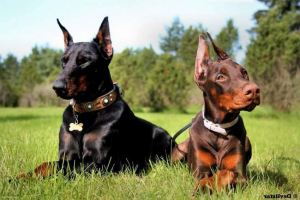 Doberman - elegáns kutya szolgálati tulajdonságokkal