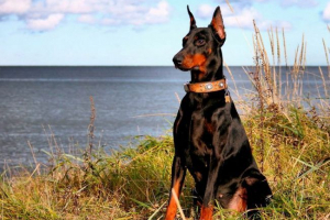 Doberman
