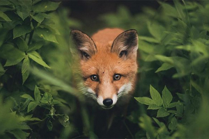 Jelentés a fox gyermekeknek: megjelenés és életmód