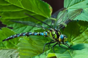 Dragonfly - nézetek és leírás