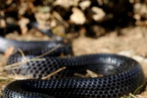 Driamhaon vagy indigo kígyó