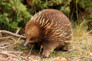 Echidna