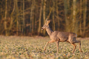Európai roe: leírás, terület és életmód