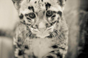 Florida smoky leopard biztosított új képei a fiatalokról