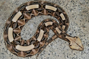 Gabon vorkuka - pestrade snake-gyilkos Gabon vorkuka - pestrade snake-gyilkos