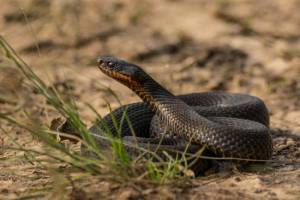 Vipera