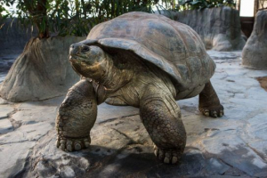 Galapagos teknős (ivory)