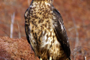 Galapagos kanyuk