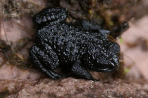 Kavics toad - sprinter, majd kemény