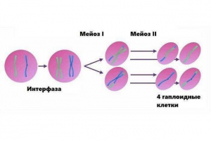 Haploid sejtek: az oktatás folyamata és a kromoszómák száma