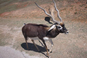 Garna - vinnyoga antilope közvetlenül indiából Garna - vinnyoga antilope közvetlenül indiából