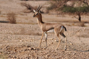 Gazelles - gyors és kecses kérődzők
