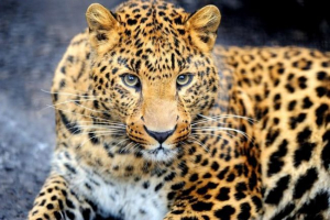 Ahol jaguar él?