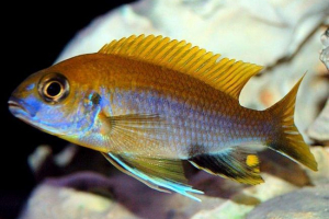 Gephirochromis mura - béke-szerető cichlids
