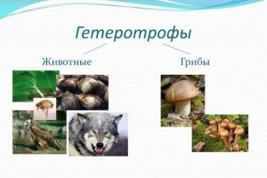 Heterotrófok