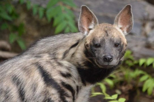 Hyena csíkos Hyena csíkos