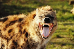 Miért nevetnek a hyenas