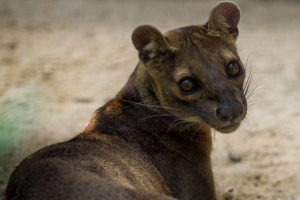 Óriás fossa Óriás fossa