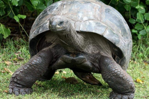 Giant teknősök - élő fosszíliák