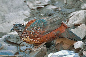 Himalájai partridge